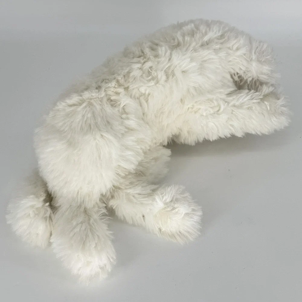 Douglas Marcelle Bichon Frise 22